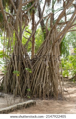 Huge roots and trunks of the banyan tree in the Maldives. 