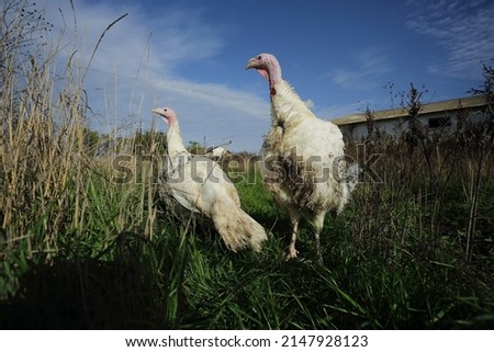 photographs of turkeys taken on a farm that walk, eat and hustle under the open sky in a meadow in green grass