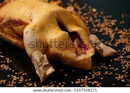 photograph of a duck carcass taken on a microscope table isolated on a black background