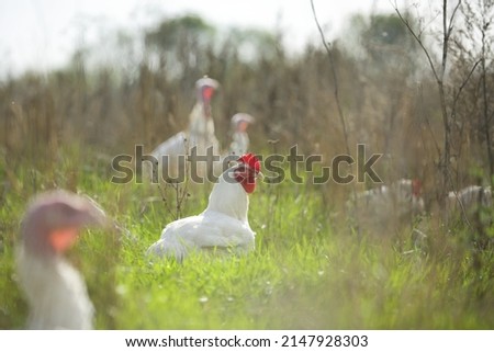 photographs of turkeys taken on a farm that walk, eat and hustle under the open sky in a meadow in green grass