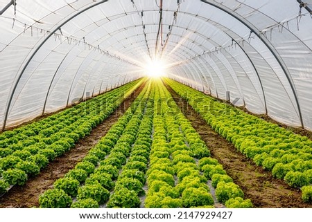 A light in the end of a tunnel. Green Lettuce leaves in vegetable field.  Gardening  background with green Salad plants in greenhouse. Royalty-Free Stock Photo #2147929427