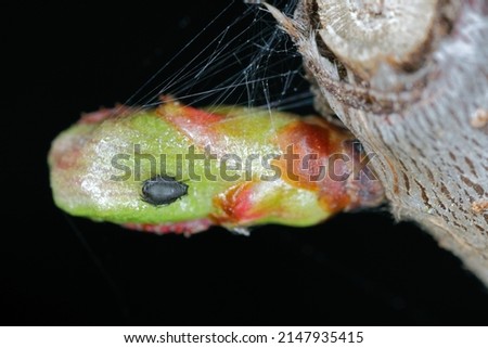 The Black Cherry Aphid or cherry blackfly (Myzus cerasi) on cherry buds in early spring. It is an pest in Orchard.