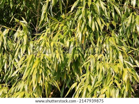 background of fresh green leaves of bamboo diet of panda
