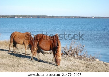Wild horses grazing on the grasses growing on Assateague Island, in Worcester County, Maryland.