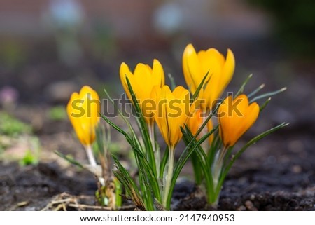 Blooming yellow crocus flower in early spring macro photography. Group of wildflowers with bright orange petals close-up photo in a springtime. Young flowering plant spring background.