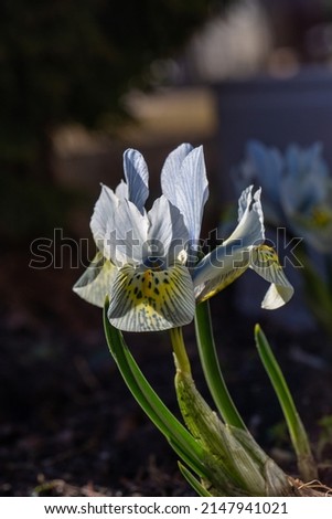 Blooming blue iris flower in early spring macro photography. Wildflower with striped yellow-blue petals close-up photo in a springtime. Light blue iris Katharine Hodgkin floral background.