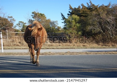 Wild horse enjoying a beautiful day on Assateague Island, Worcester County, Maryland.