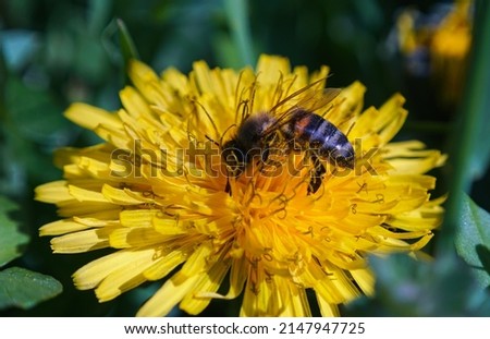                      Bees are busy collecting honey from flowers   