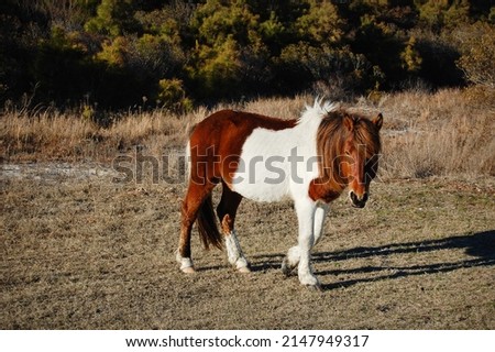 Wild painted horse enjoying a beautiful day on Assateague Island, Worcester County, Maryland.