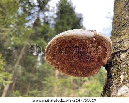 Polypore fungus on the trunk of rotten wood. Parasitic fungi helps to desintegrate structure of wood and it is indicator of air pollution. Mushroom picture was taken in the Czech Republic in Velmovice