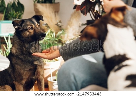 Portrait of a cute mixed breed pet at home. Pets at home concept. Mixed breed. National Dog Day. Royalty-Free Stock Photo #2147953443