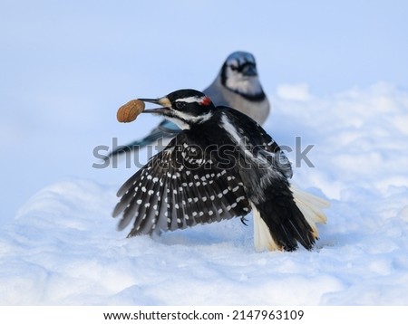 Male Hairy Woodpecker with Peanut Taking Off from Snow in Winter