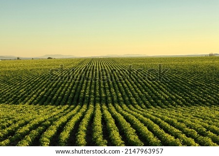 An early morning view of the rows in a field of potatoes in the rolling fertile farm fields of Idaho. Royalty-Free Stock Photo #2147963957