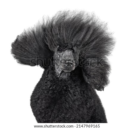 Close-up portrait of beautiful black poodle with blowing hair isolated on a white background