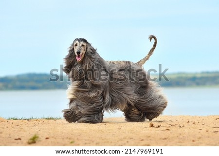 Beautiful fully coated Afghan Hound running on the sandy beach over blue sky Royalty-Free Stock Photo #2147969191
