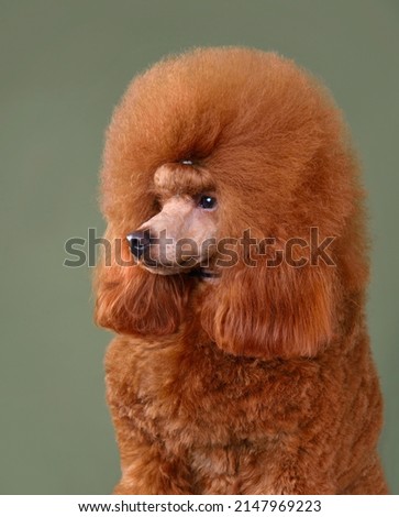 Portrait of apricot toy poodle sitting on a green background Royalty-Free Stock Photo #2147969223