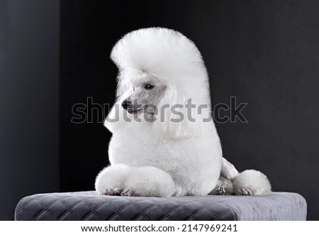 Beautiful lying white toy poodle in continental clip on black background Royalty-Free Stock Photo #2147969241