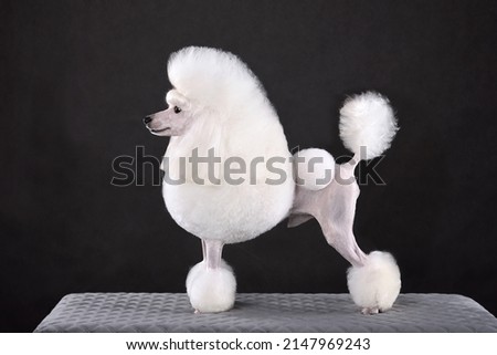 Beautiful white toy poodle in continental clip on black background Royalty-Free Stock Photo #2147969243