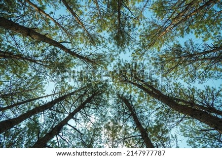 Bottom view of tall old trees in evergreen primeval forest of Da Lat. View of the tops of the pine trees in winter forest from the ground. Bottom View Wide Angle Background. Royalty-Free Stock Photo #2147977787