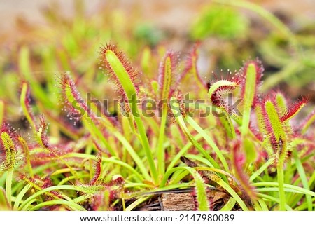 Closeup Sundew carnivorous plant ,Drosera anglica ,insectivorous plants, meat-eating, sticky carnivorein a life saving sponge ,great sundew with soft selective focus Royalty-Free Stock Photo #2147980089