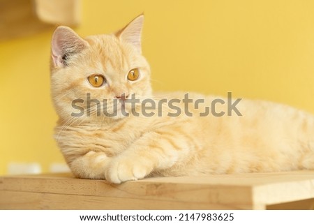 cute orange Munchkin cat looking around with yellow background, concept of pets, domestic animals. Close-up portrait of cat sitting down looking around