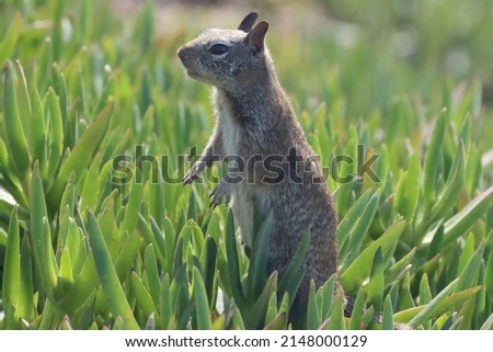 Close up of one California ground squirrel (Spermophilus beecheyi) standing in green pigface sour ice plants side view. Postcars picture with blue skies in the background.