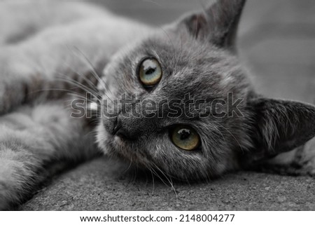 a cute little cat in brown gray color is lazing on the side of the road in front of the house while watching the activities of the children who are playing on the road