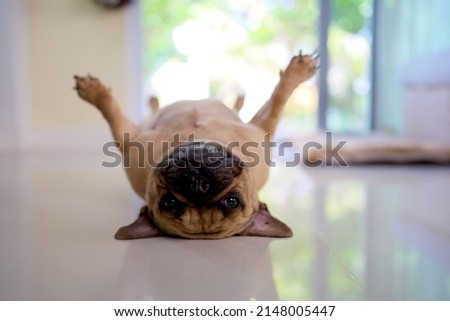 
French bulldog laying on back indoor. Royalty-Free Stock Photo #2148005447