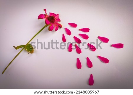 Photo of a zinia flower whose petals are falling.