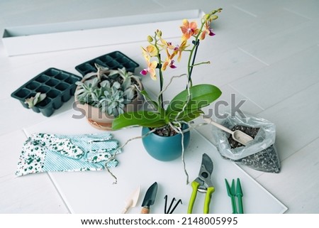 Gardening at home indoor repotting of orchid flowers in new planter with garden tools. Leaf propagation of succulents tray. Royalty-Free Stock Photo #2148005995