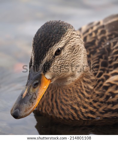 portrait of a duck closeup