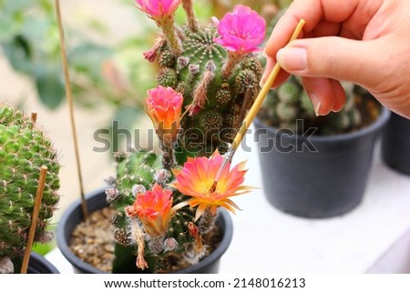 Cactus breeders use pollination brushes to achieve this beautiful and unusual line of cactus.