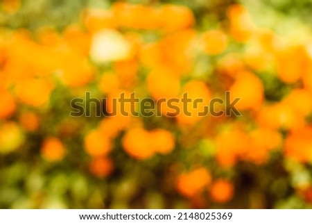 abstract blur picture nature background