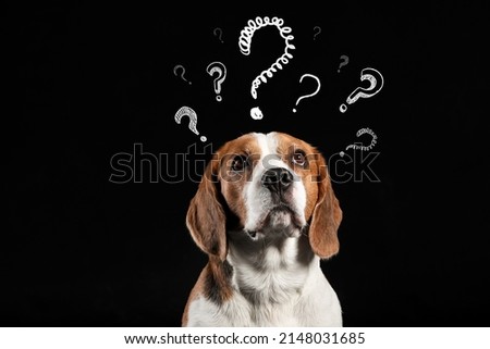 Funny Beagle dog and question marks on black background Royalty-Free Stock Photo #2148031685