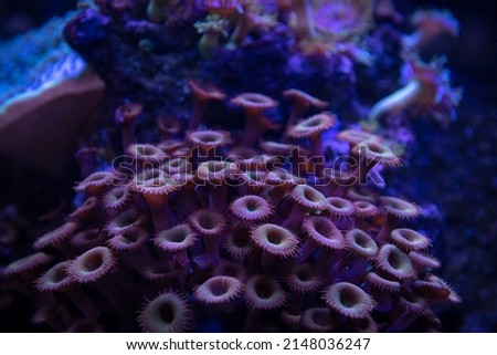 Pretty nice anemones in sea coral reef aquarium macro nature 