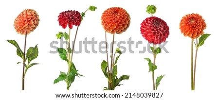 Set of beautiful dahlia flowers isolated on white Royalty-Free Stock Photo #2148039827
