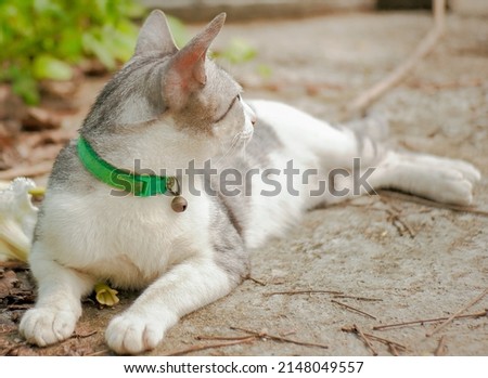 An adult gray cat in a field of flowers with white stripes lounging in the garden on the concrete floor.