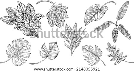Leaves isolated on white. Tropical leaves. Hand drawn vector illustration.