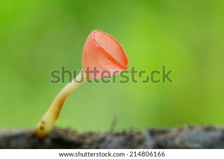 Red Mushroom Cup Fungi in the tropical rain forest