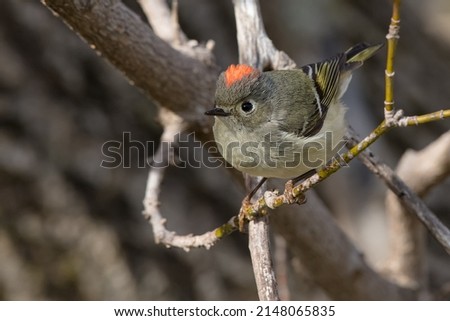 A Ruby-crowned Kinglet is perched on a bare branch. Taylor Creek Park, Toronto, Ontario,, Canada.