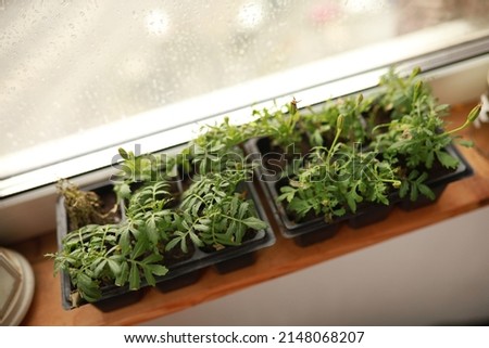 Green seedlings in pots on the windowsill. Plant care