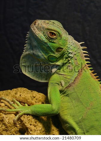 iguana iguana. isolated. green lizard.