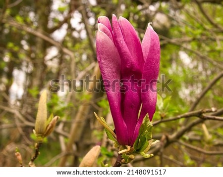 Magnolia trees are a true splendor in the flowering season. An eye-catcher in the landscape. Flowers photo from nature