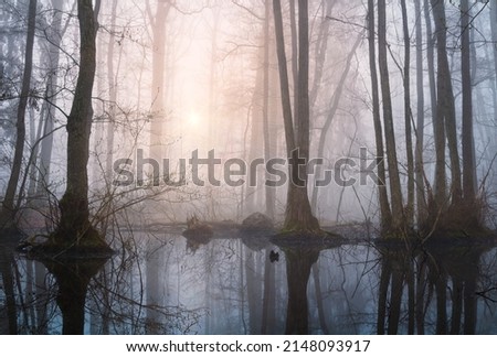 Swamp with trees and small lake in misty fog at sunrise. Tranquil, moody Czech landscape Royalty-Free Stock Photo #2148093917