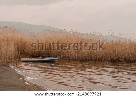 Dry reed on the lake, reed layer, reed seeds. Golden reed grass, pampas grass. Abstract natural background. Beautiful pattern with neutral colors. Minimal, stylish, trend concept