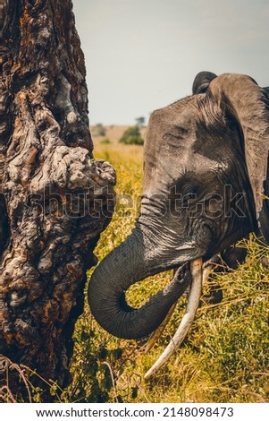 African animals encountered during a safari