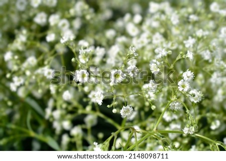 Babys breath Snowflake small white flowers - Latin name - Gypsophila paniculata Snowflake
