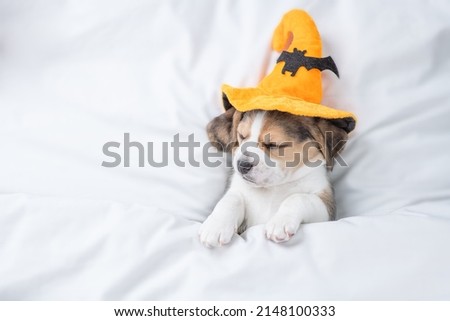 Beagle puppy wearing  hat for halloween sleeps under warm blanket on a bed at home. Top down view. Empty space for text Royalty-Free Stock Photo #2148100333