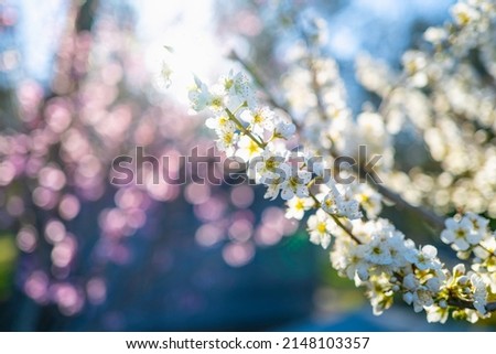 Spring Flower Bokeh background with white plum and pink peach petals on a bright sunny day