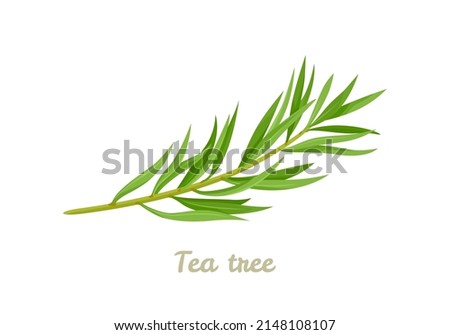 Tea tree. Melaleuca alternifolia branch isolated on white background. Vector illustration of  medical plant in cartoon flat style. Royalty-Free Stock Photo #2148108107